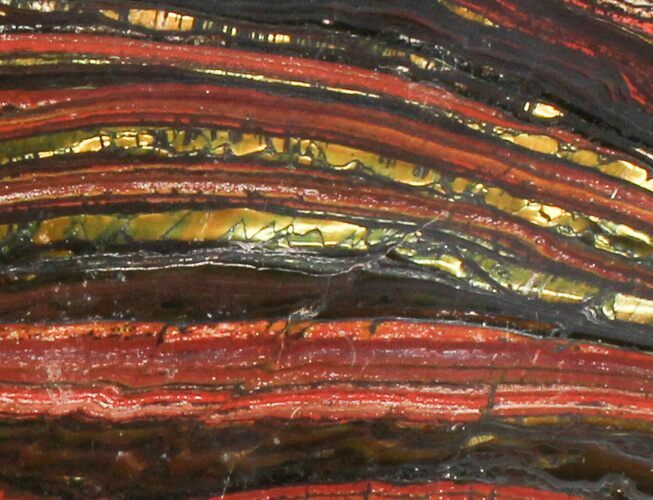 Polished Tiger Iron Stromatolite - ( Billion Years) #38917